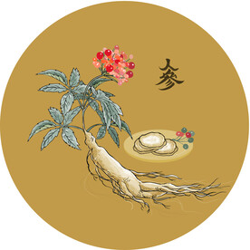 人参插图元素