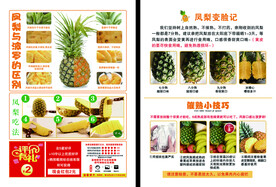  菠萝凤梨