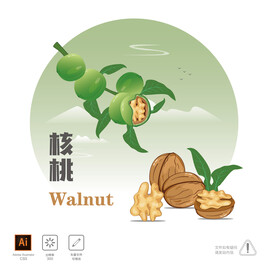 核桃 插画