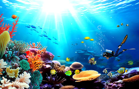 海底世界珊瑚礁