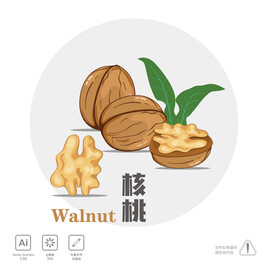 核桃插画