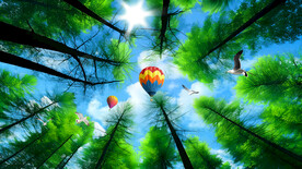 蓝天白云森林仰望