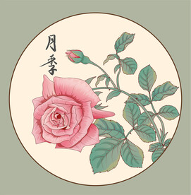 国风月季工笔插画藤本植物矢量