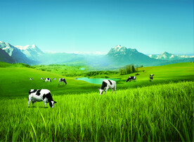 草原 羊群 雪山