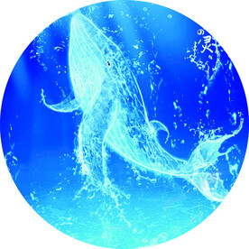 水花 海豚