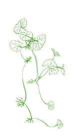 积雪草手绘线稿
