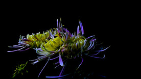 蜗牛与菊花开放视频素材