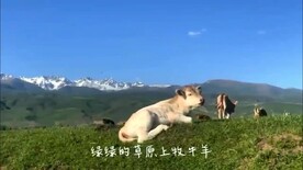 草原蓝天白云河流羊群视频