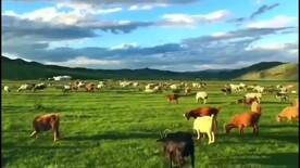 草原蓝天白云河流羊群视频