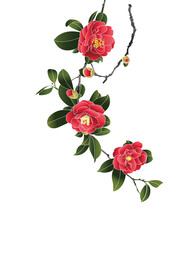 红色山茶花素材
