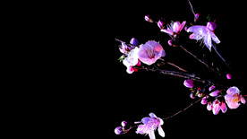 桃花开放延时摄影