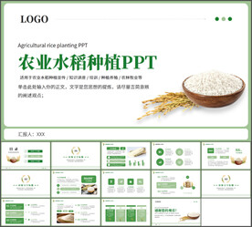农业水稻种植PPT模板