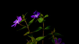 紫色花开延时摄影