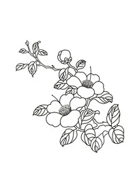 山茶花线描素材