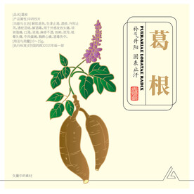 葛根 矢量素材