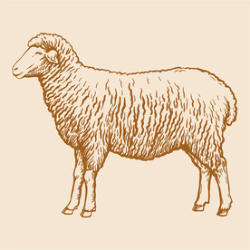 手绘羊