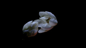 玉兰花开延时摄影