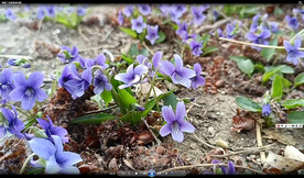 紫花地丁 春天野花视频
