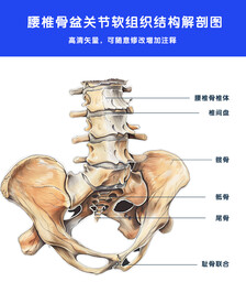 腰椎骨盆解剖图