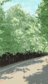 山东省湿地公园马路树林风景背景