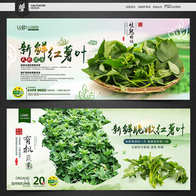 红薯叶