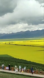 青海湖婺源油菜花海