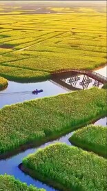 青海湖婺源油菜花海