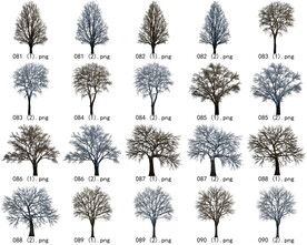 免扣高清景观树枯树雪松素材