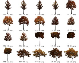 免扣高清景观树枯树雪松素材