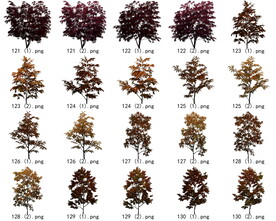 免扣高清景观树枯树雪松素材