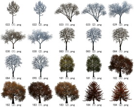 免扣高清景观树枯树雪松素材