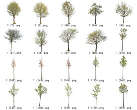 免扣高清景观树开花乔木素材