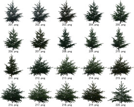 免扣高清景观树国外植物素材