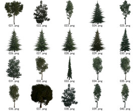 免扣高清景观树国外植物素材