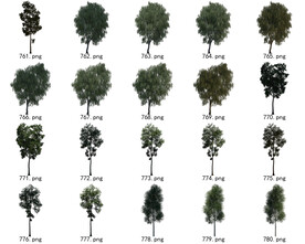 免扣高清景观树常绿乔木素材