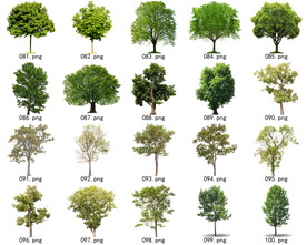 免扣高清景观树常绿乔木素材