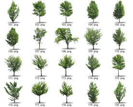 免扣高清景观树常绿乔木素材