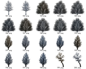 免扣高清景观树常用乔木贴图素材