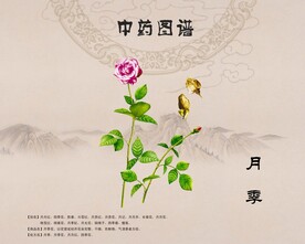 中药月季