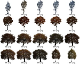 免扣高清景观树常用乔木贴图素材