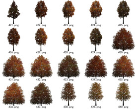 免扣高清景观树常用乔木贴图素材