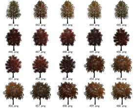 免扣高清景观树常用乔木贴图素材