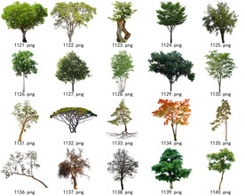 免扣高清景观树常用乔木贴图素材