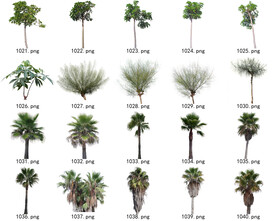 免扣高清景观树常用乔木贴图素材