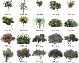 免扣高清景观树常用乔木贴图素材