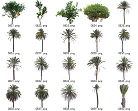 免扣高清景观树常用乔木贴图素材