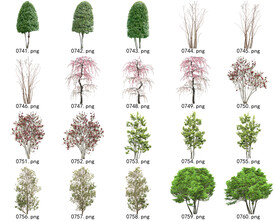 免扣高清景观树常用乔木贴图素材