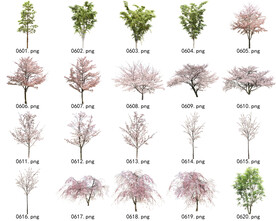 免扣高清景观树常用乔木贴图素材