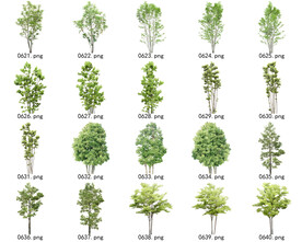免扣高清景观树常用乔木贴图素材