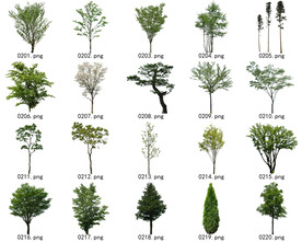 免扣高清景观树常用乔木贴图素材